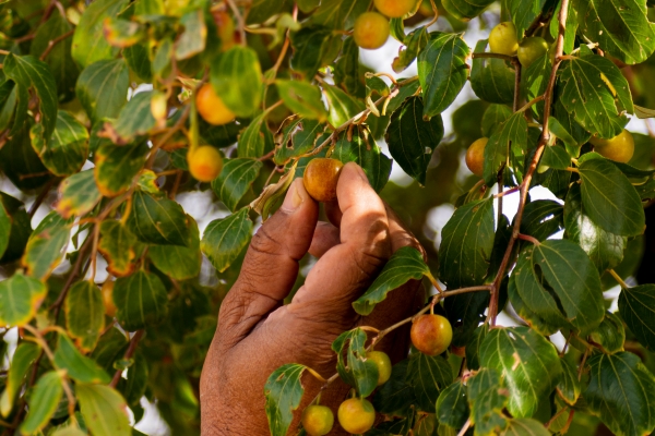 Finding Fruit From Failure